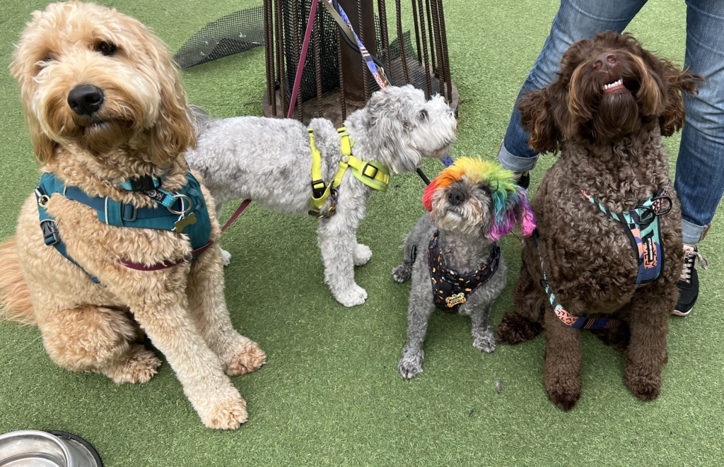 Yarraville Dogs Melbourne Markets